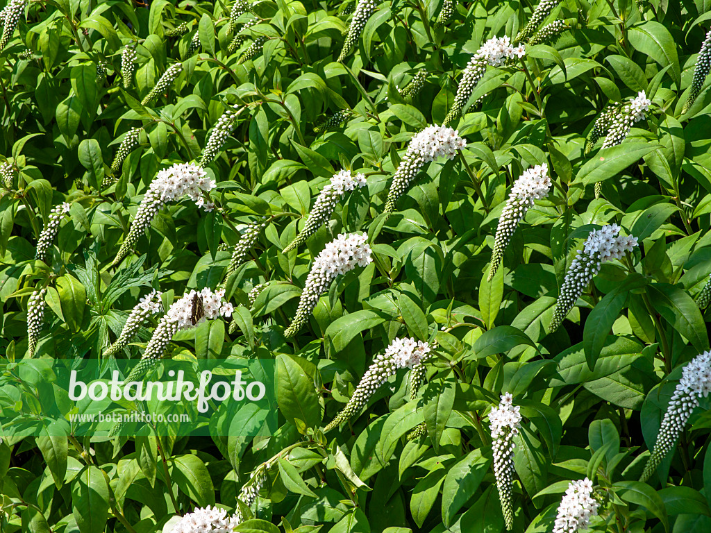 439263 - Schneegilbweiderich (Lysimachia clethroides)