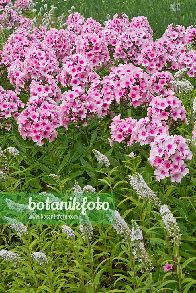 608107 - Schneegilbweiderich (Lysimachia clethroides) und Staudenphlox (Phlox paniculata)