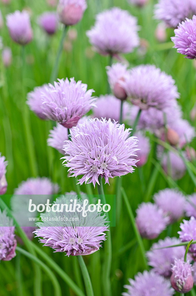 508114 - Schnittlauch (Allium schoenoprasum)