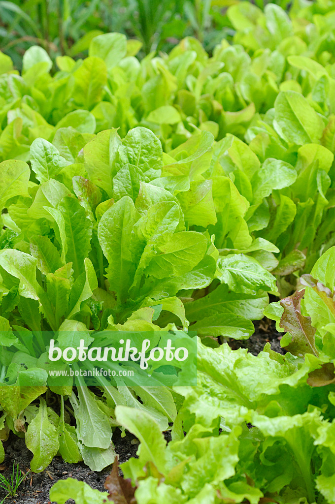 485058 - Schnittsalat (Lactuca sativa var. crispa)