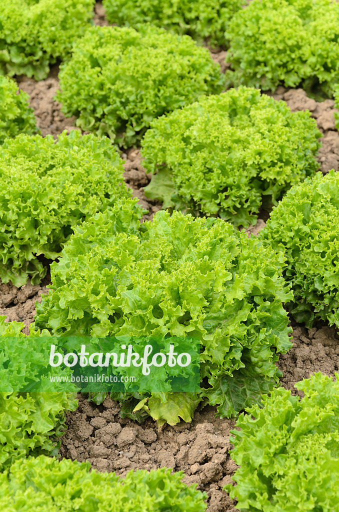 497077 - Schnittsalat (Lactuca sativa var. crispa 'Lollo Bionda Aleppo')