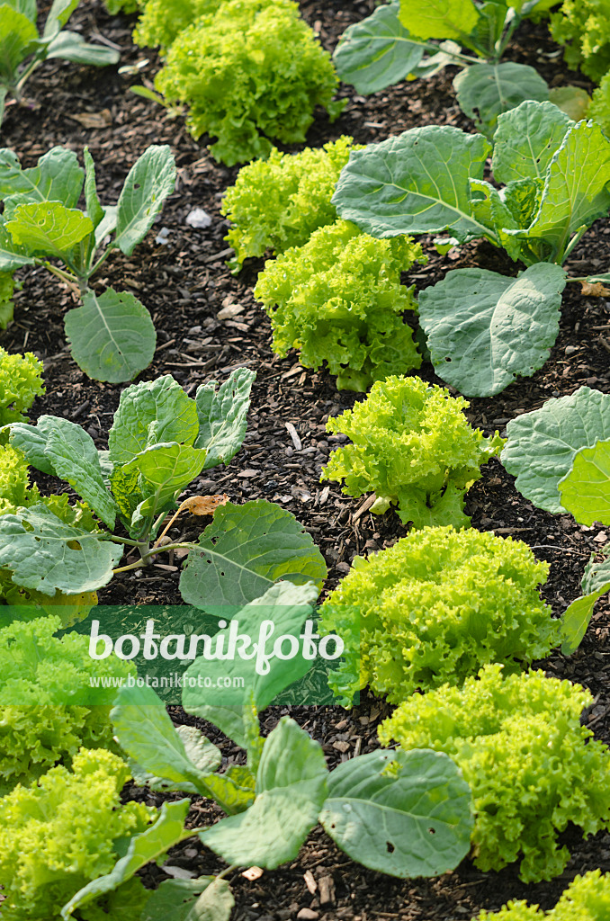 523185 - Schnittsalat (Lactuca sativa var. crispa) und Wirsingkohl (Brassica oleracea var. sabauda)