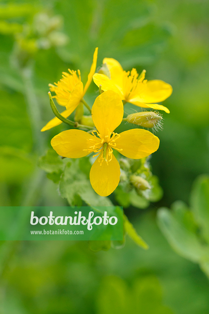 484012 - Schöllkraut (Chelidonium majus)