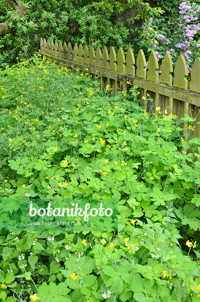 508035 - Schöllkraut (Chelidonium majus)