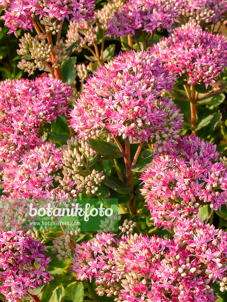 428235 - Schöne Fetthenne (Sedum spectabile 'Carl' syn. Hylotelephium spectabile 'Carl')