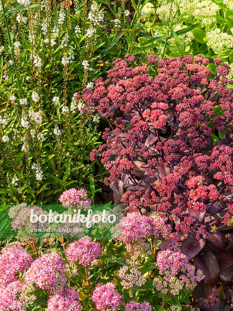 428236 - Schöne Fetthenne (Sedum spectabile 'Carl' syn. Hylotelephium spectabile 'Carl') und Große Fetthenne (Sedum telephium 'Karfunkelstein' syn. Hylotelephium telephium 'Karfunkelstein')