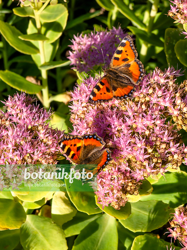 429113 - Schöne Fetthenne (Sedum spectabile syn. Hylotelephium spectabile) und Kleiner Fuchs (Aglais urticae)