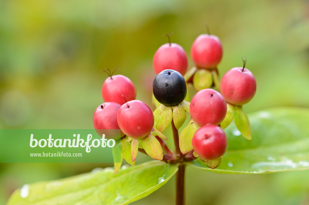 534480 - Schönes Johanniskraut (Hypericum pulchrum)