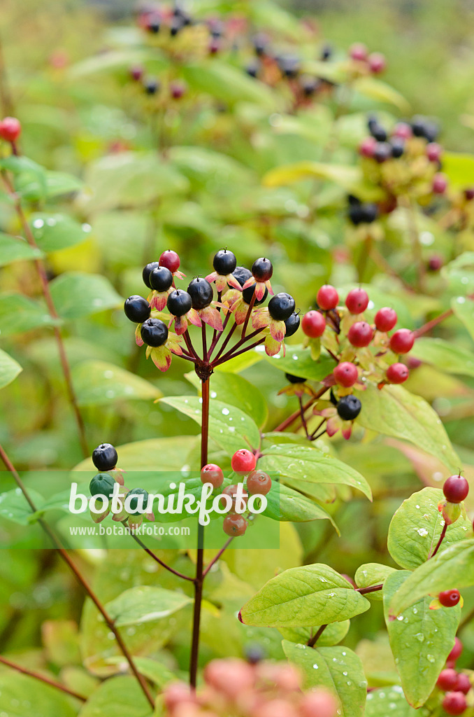 534481 - Schönes Johanniskraut (Hypericum pulchrum)