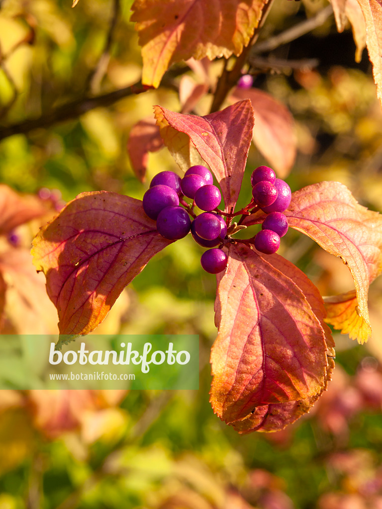 430145 - Schönfrucht (Callicarpa bodinieri var. giraldii)