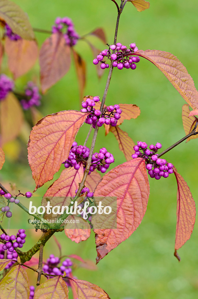 549111 - Schönfrucht (Callicarpa bodinieri var. giraldii)