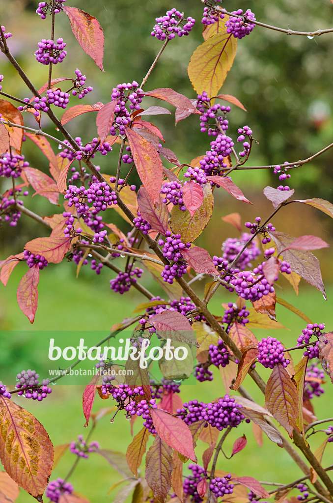 549112 - Schönfrucht (Callicarpa bodinieri var. giraldii)