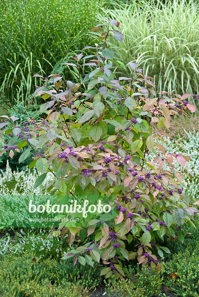 502127 - Schönfrucht (Callicarpa bodinieri 'Profusion')