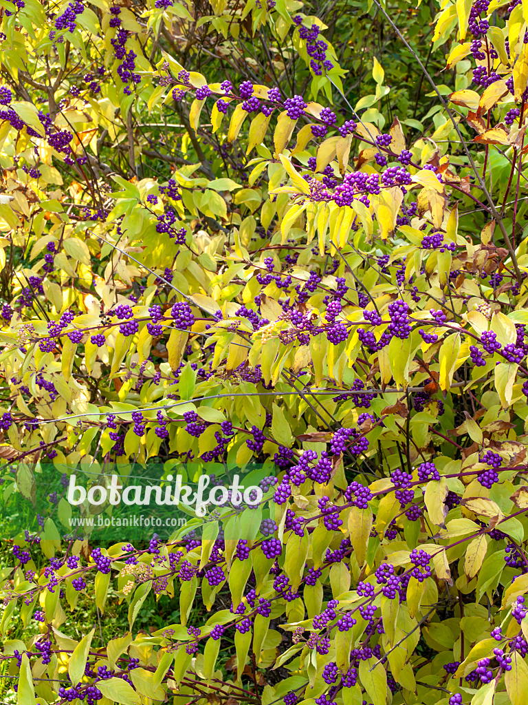 442110 - Schönfrucht (Callicarpa dichotoma)