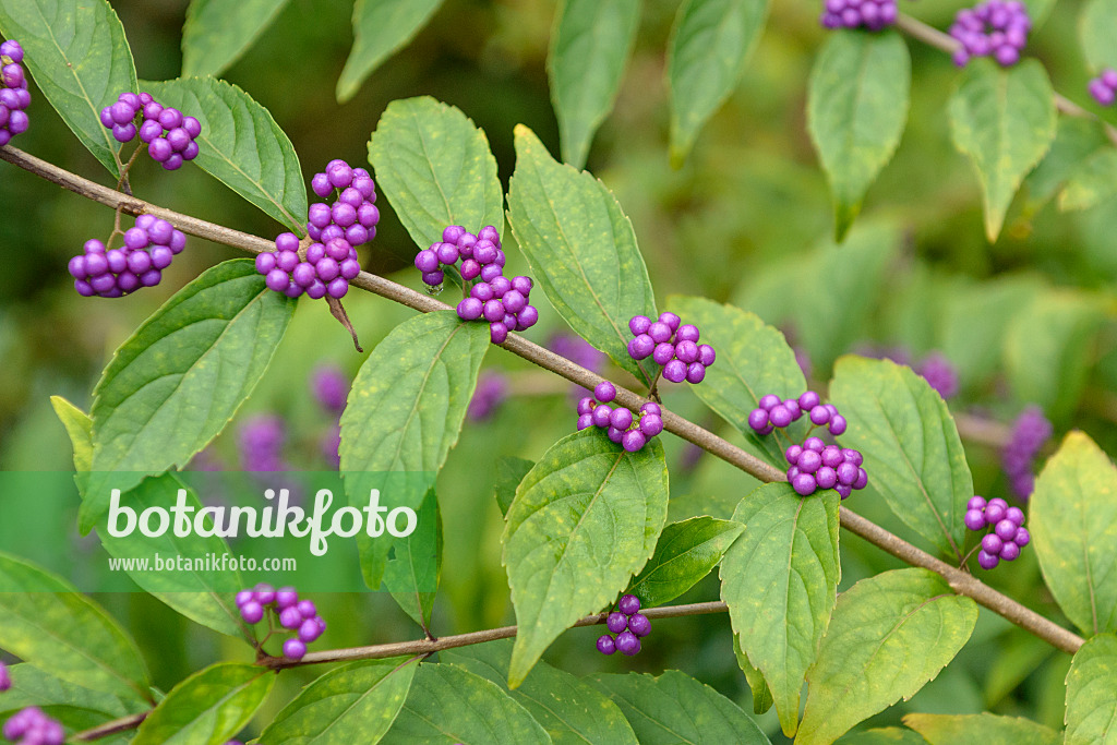 575038 - Schönfrucht (Callicarpa dichotoma)