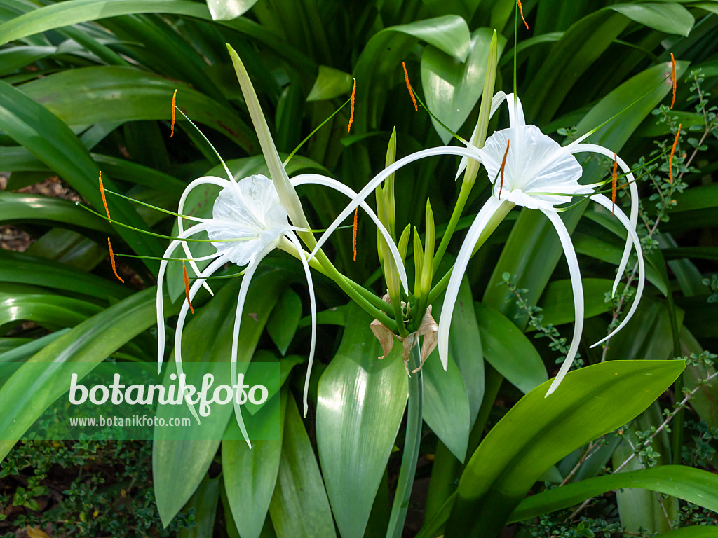 434258 - Schönhäutchen (Hymenocallis)