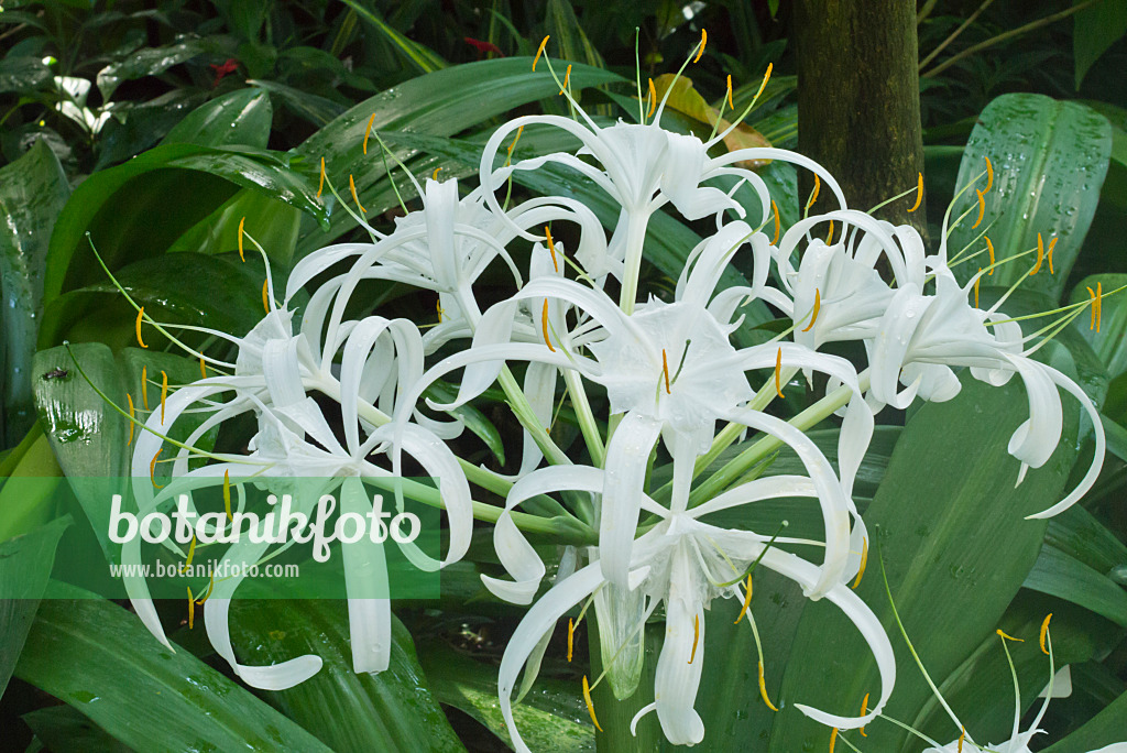 548111 - Schönhäutchen (Hymenocallis eucharidifolia)