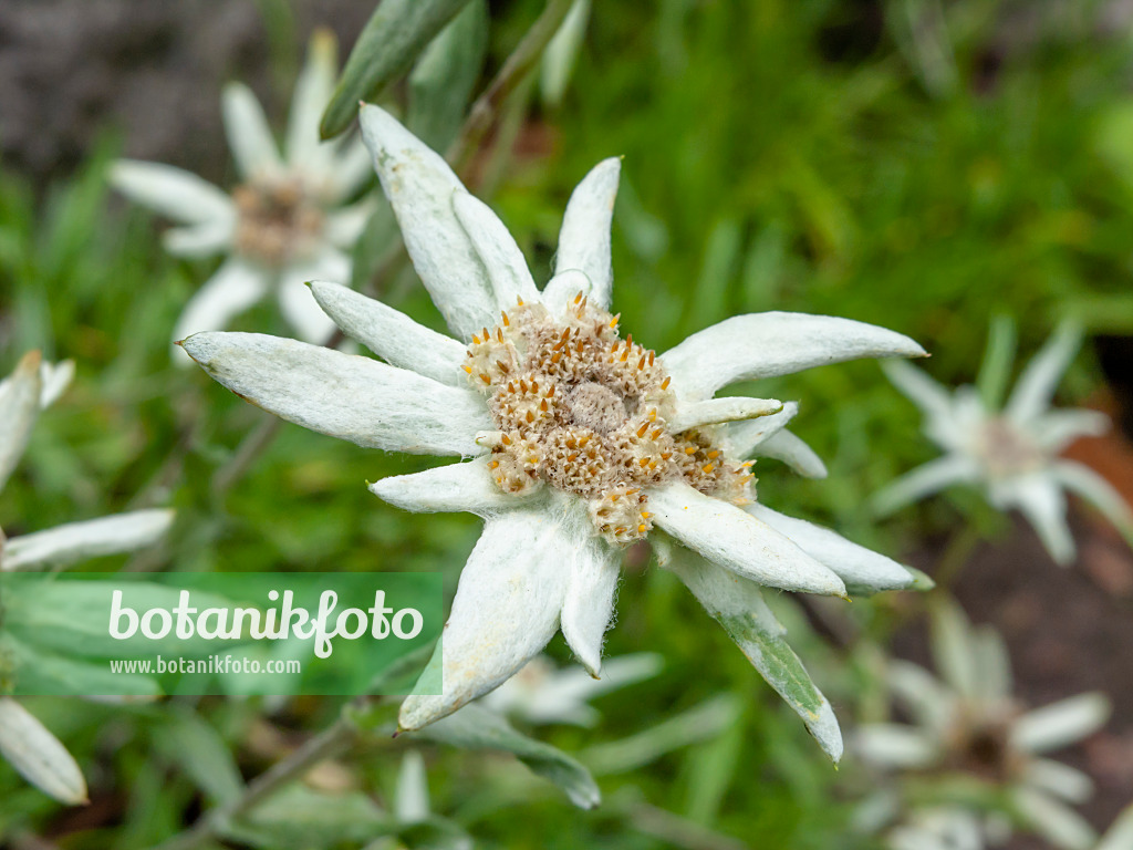 427003 - Schönköpfiges Edelweiß (Leontopodium calocephalum)