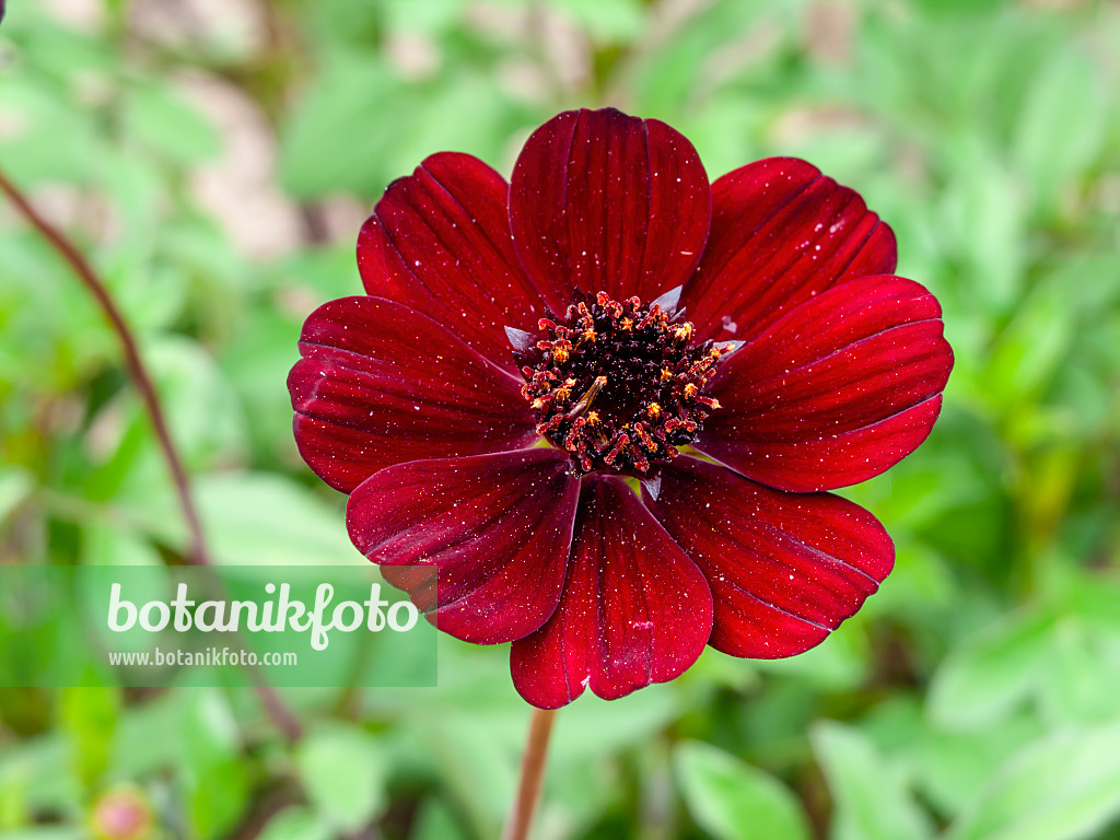 463038 - Schokoladenblume (Cosmos atrosanguineus)