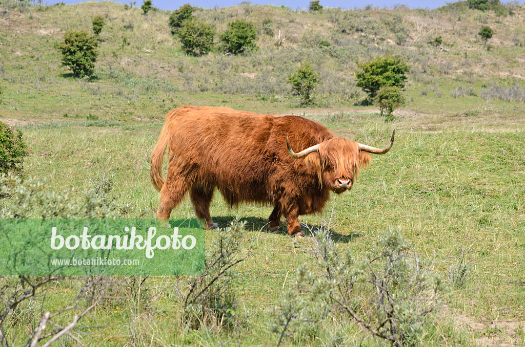 533583 - Schottisches Hochlandrind (Bos taurus), Nationalpark Zuid-Kennemerland, Niederlande