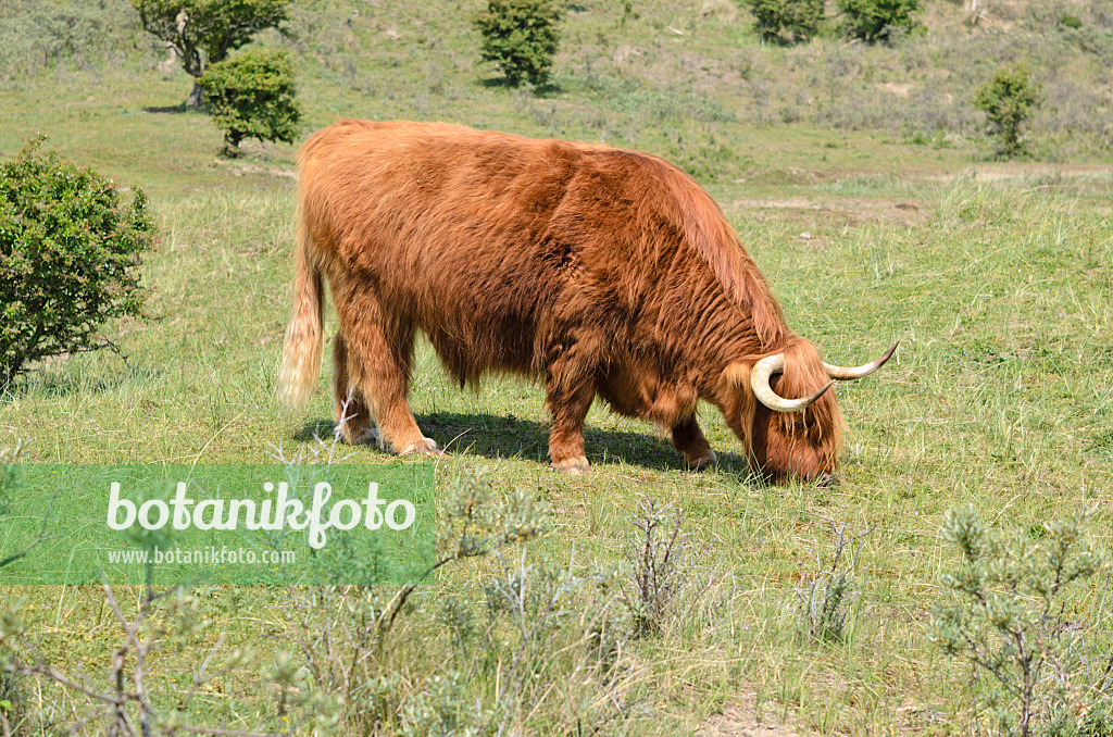 533584 - Schottisches Hochlandrind (Bos taurus), Nationalpark Zuid-Kennemerland, Niederlande