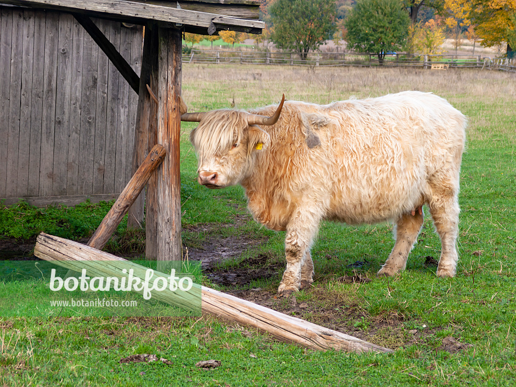 525231 - Schottisches Hochlandrind (Bos taurus) steht träge vor einer Holzhütte auf der Weide