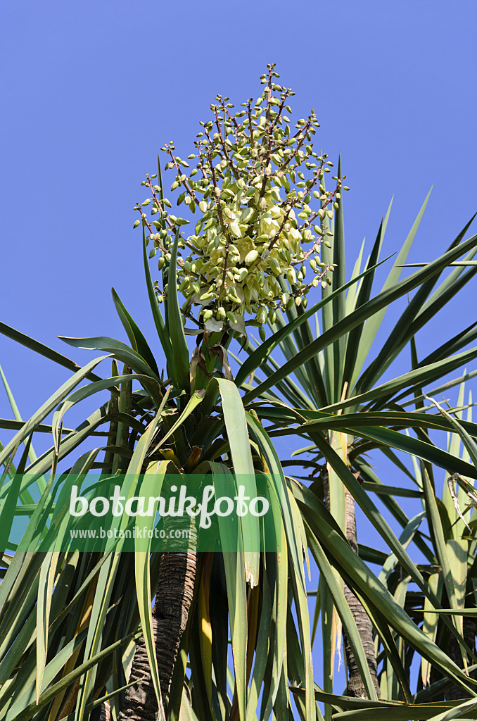 533076 - Schotts Palmlilie (Yucca schottii)