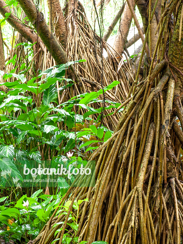 434036 - Schraubenbaum (Pandanus) mit vielen langen Luftwurzeln