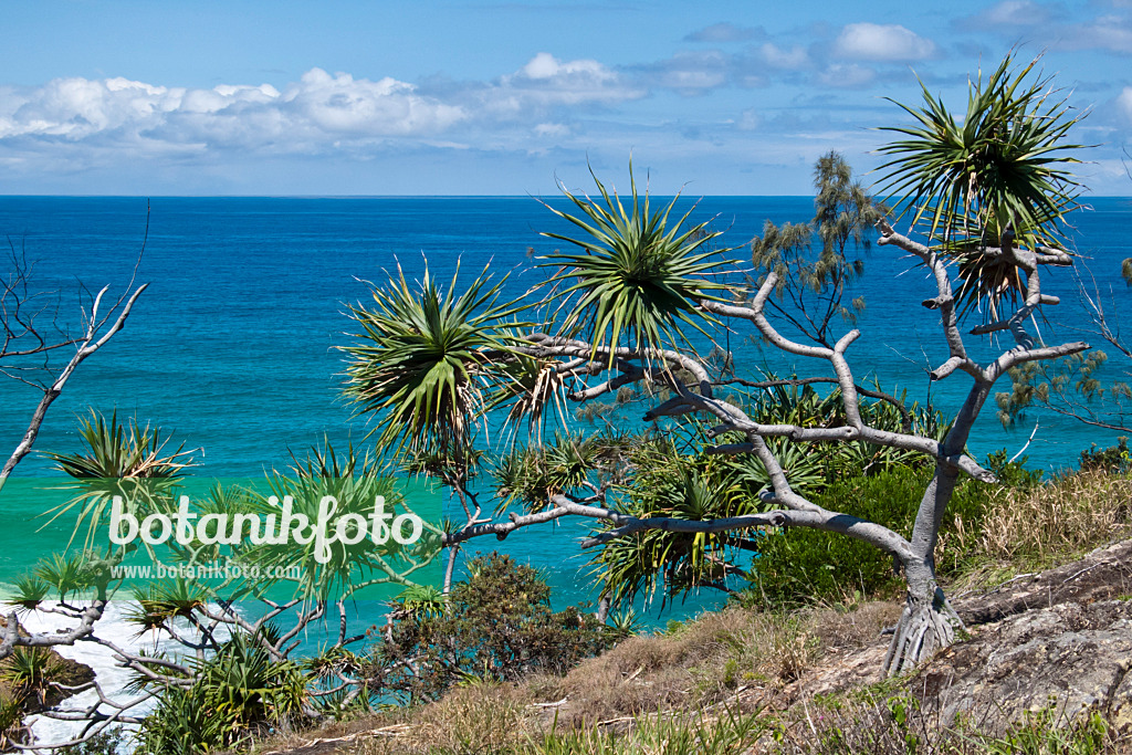 455092 - Schraubenbaum (Pandanus tectorius), Point Lookout, North Stradbroke Island, Australien