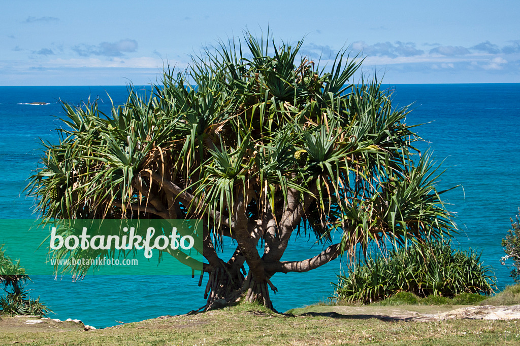 455100 - Schraubenbaum (Pandanus tectorius), Point Lookout, North Stradbroke Island, Australien