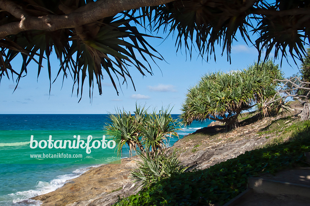 455103 - Schraubenbaum (Pandanus tectorius), Point Lookout, North Stradbroke Island, Australien