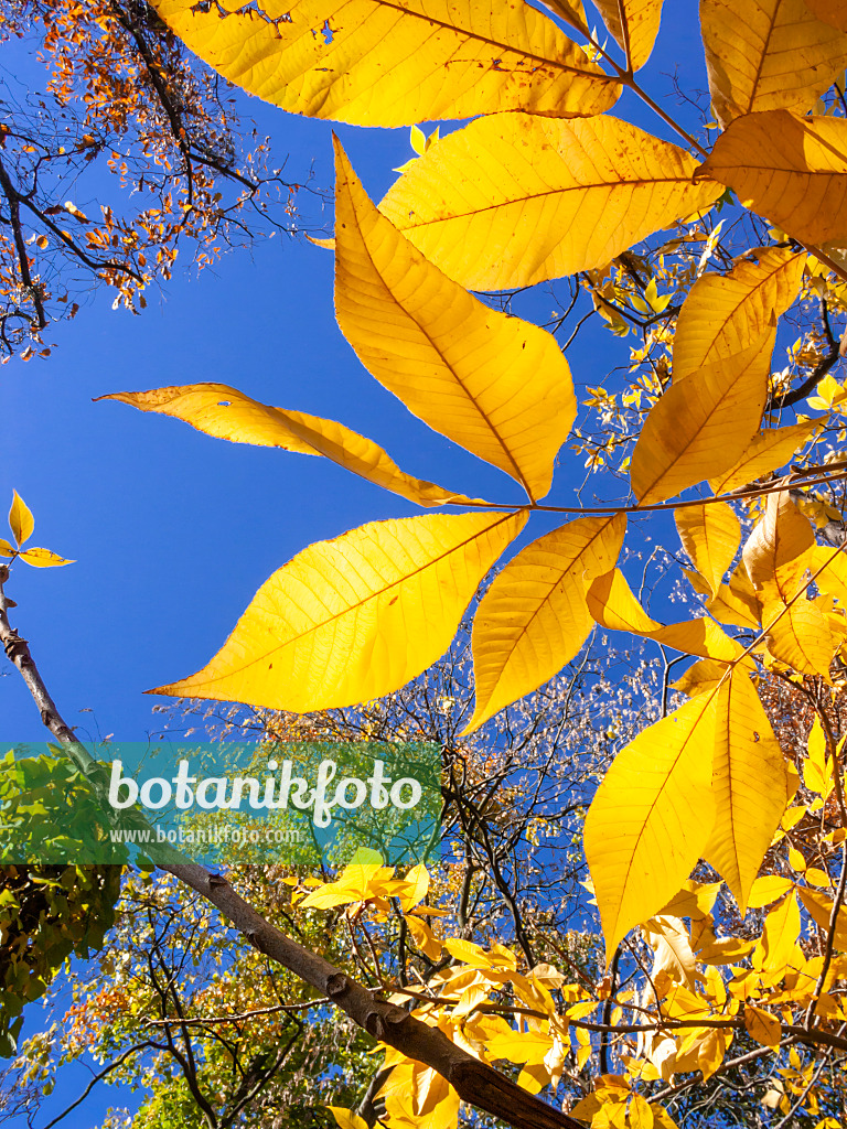 406051 - Schuppenrindenhickory (Carya ovata)