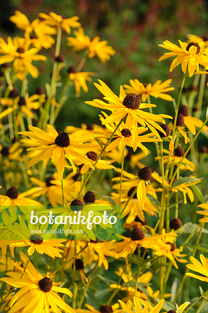 476148 - Schwachfilziger Sonnenhut (Rudbeckia subtomentosa)