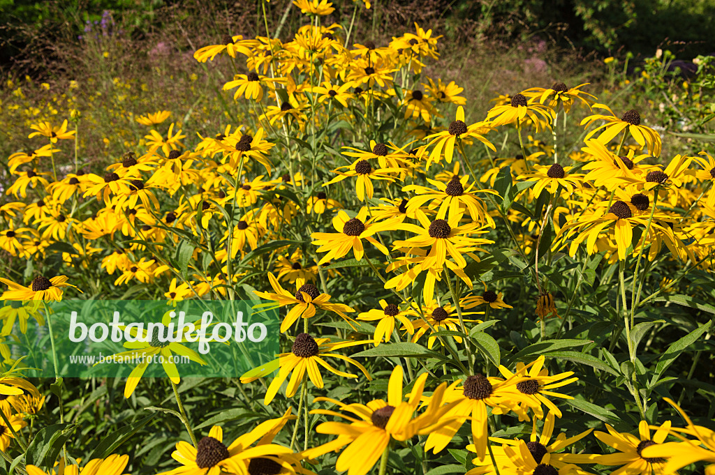 511129 - Schwachfilziger Sonnenhut (Rudbeckia subtomentosa)