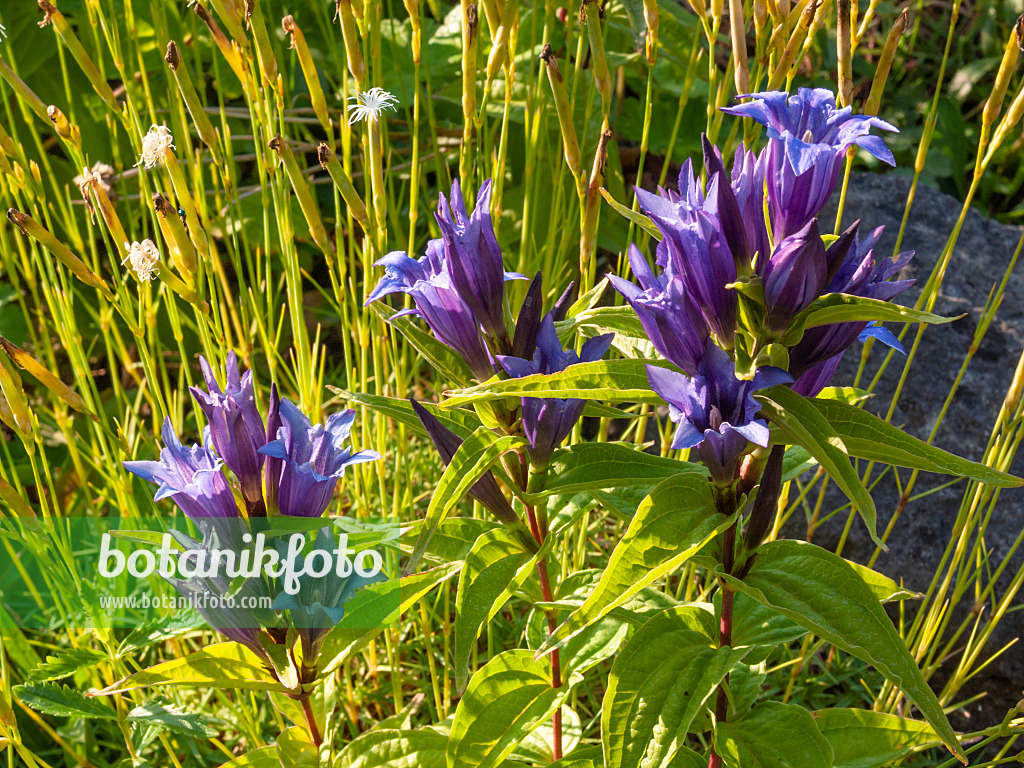 403098 - Schwalbenwurzenzian (Gentiana asclepiadea)