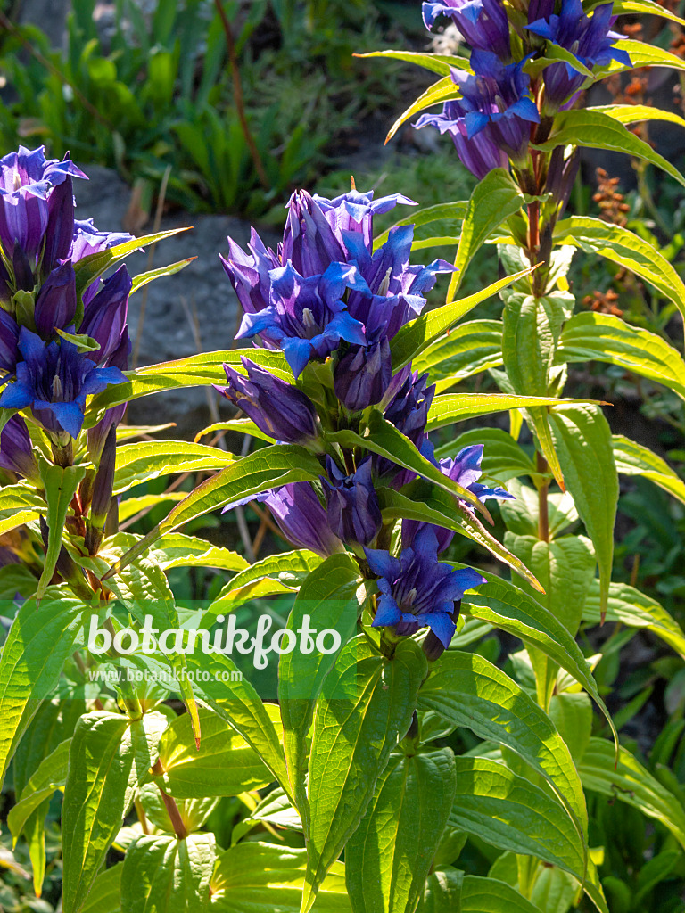 403099 - Schwalbenwurzenzian (Gentiana asclepiadea)