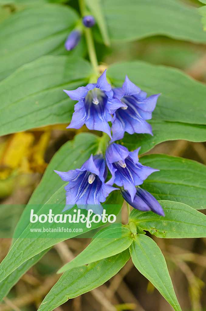 536080 - Schwalbenwurzenzian (Gentiana asclepiadea)