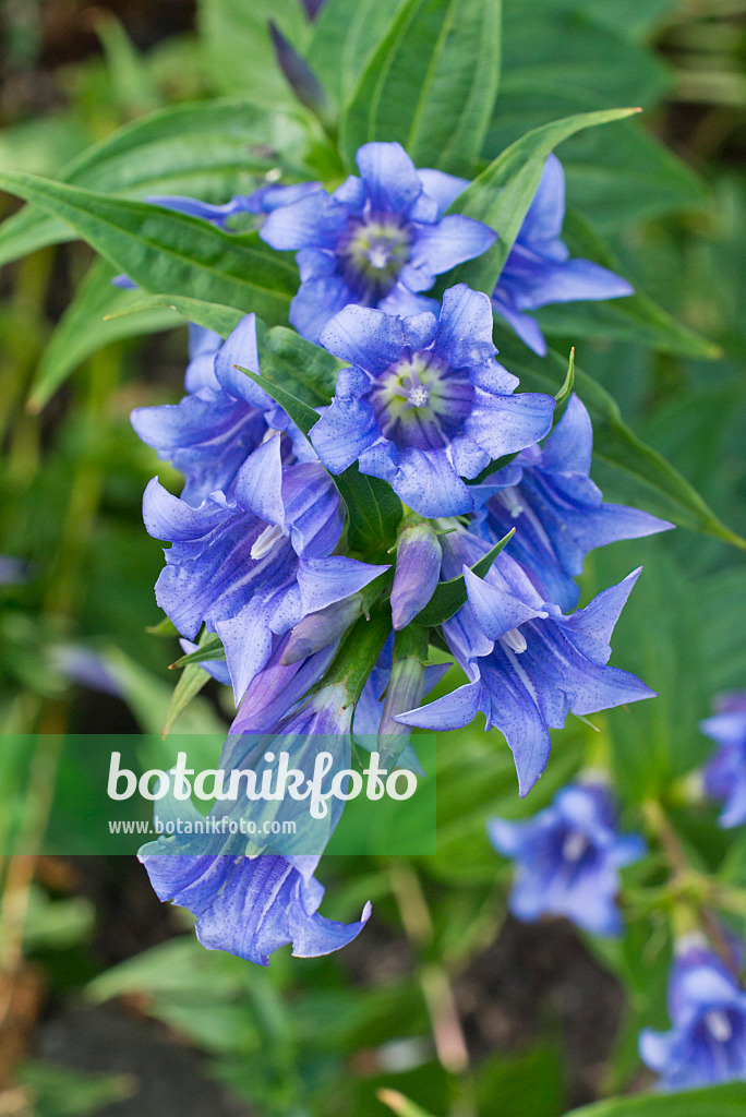 548105 - Schwalbenwurzenzian (Gentiana asclepiadea)