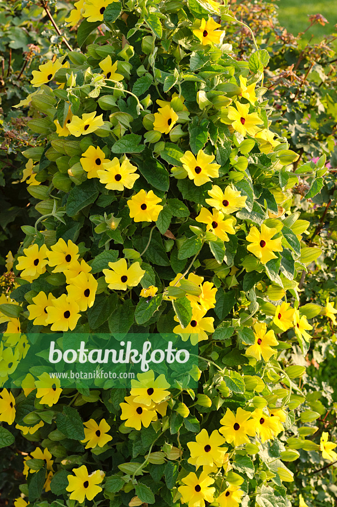 475211 - Schwarzäugige Susanne (Thunbergia alata)