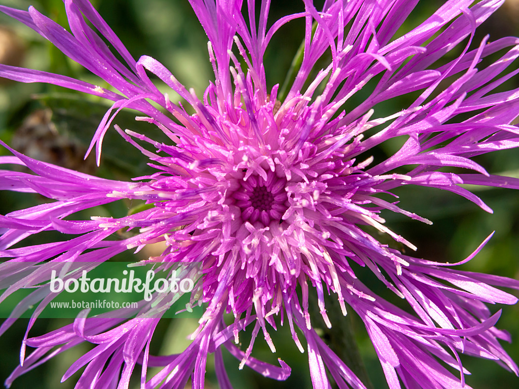 427029 - Schwarze Flockenblume (Centaurea nigra)