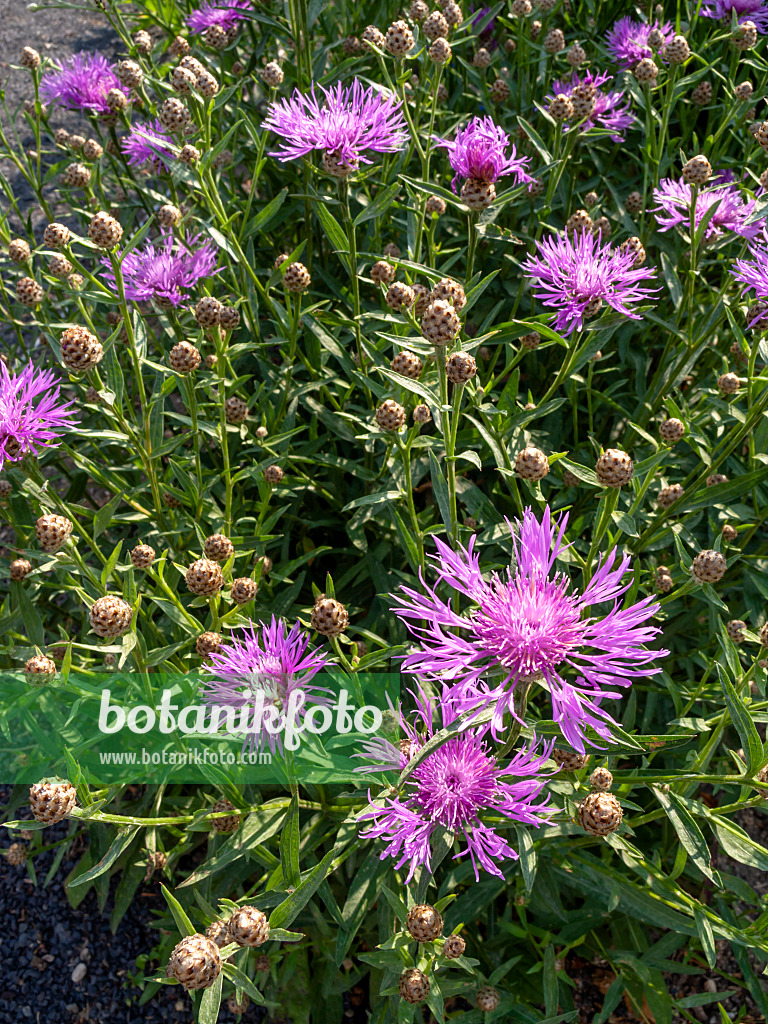 427030 - Schwarze Flockenblume (Centaurea nigra)