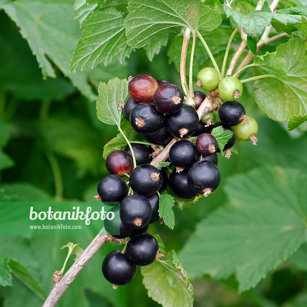 454074 - Schwarze Johannisbeere (Ribes nigrum 'Intercontinental')