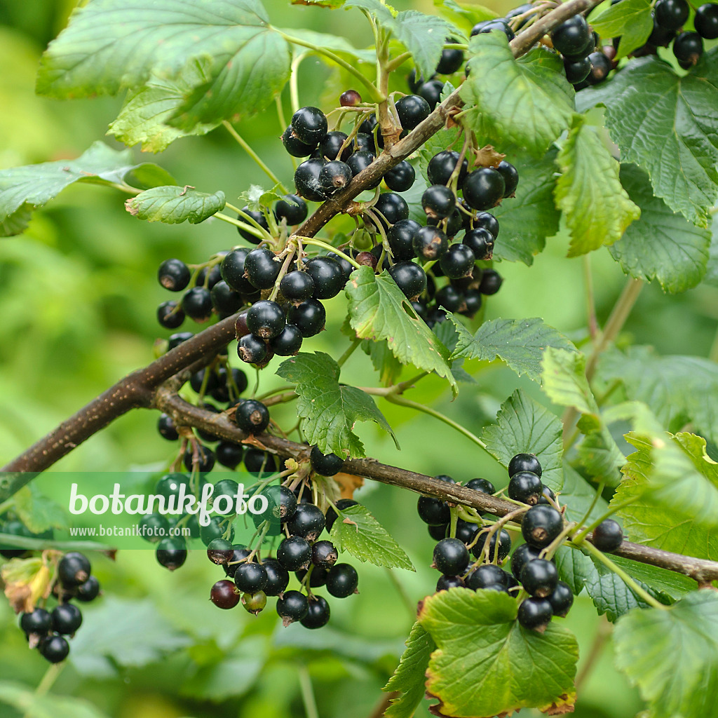 517373 - Schwarze Johannisbeere (Ribes nigrum 'Ometa')