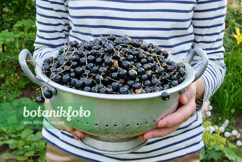 558278 - Schwarze Johannisbeeren (Ribes nigrum) in einer Schüssel