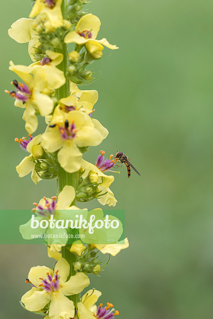 616457 - Schwarze Königskerze (Verbascum nigrum) mit Schwebfliege