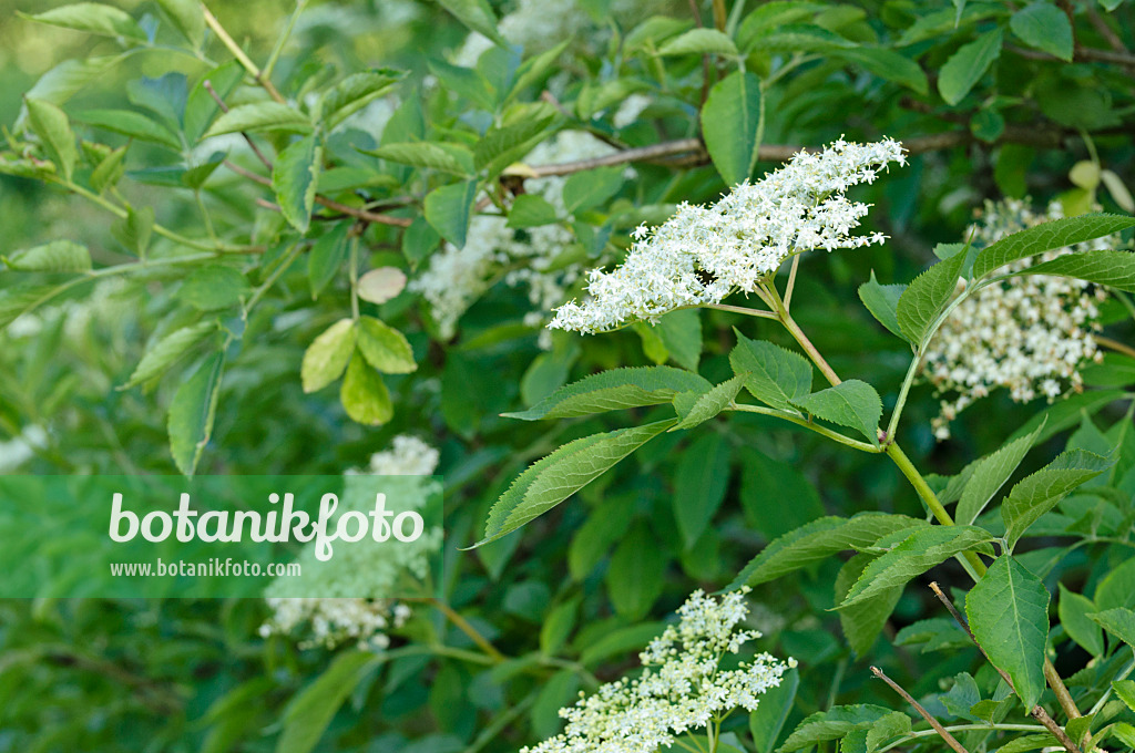 473043 - Schwarzer Holunder (Sambucus nigra)