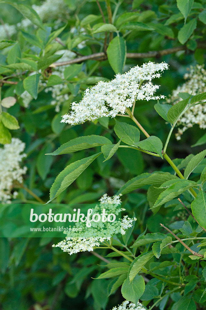 473044 - Schwarzer Holunder (Sambucus nigra)