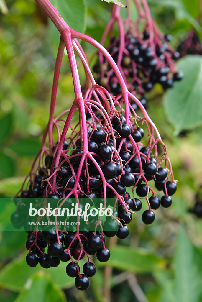 483036 - Schwarzer Holunder (Sambucus nigra)