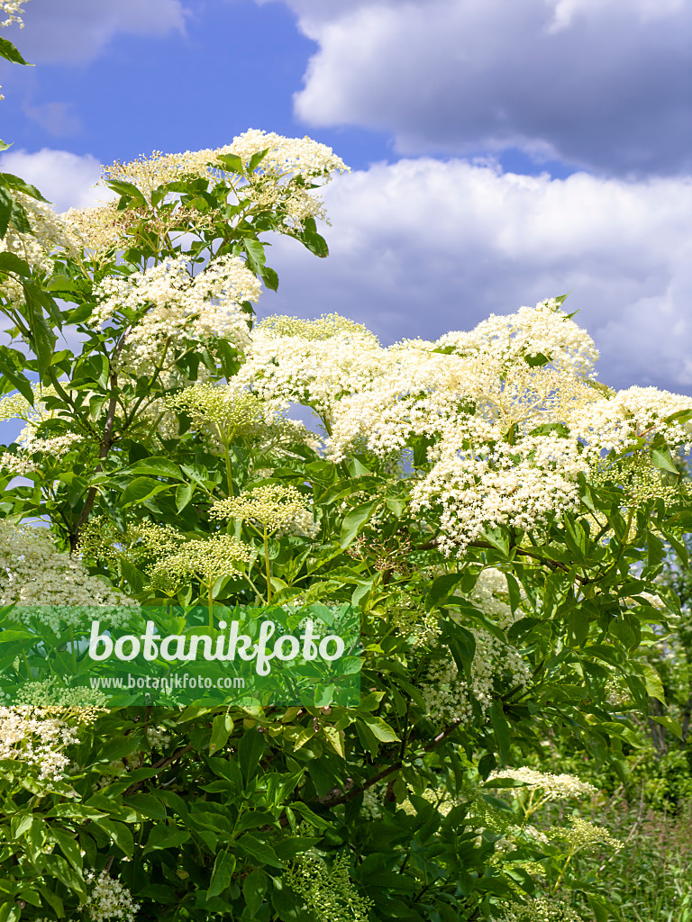 485164 - Schwarzer Holunder (Sambucus nigra)