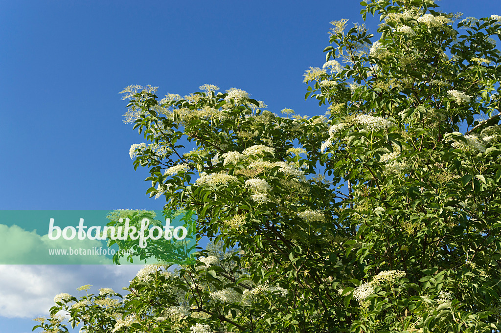 509049 - Schwarzer Holunder (Sambucus nigra)